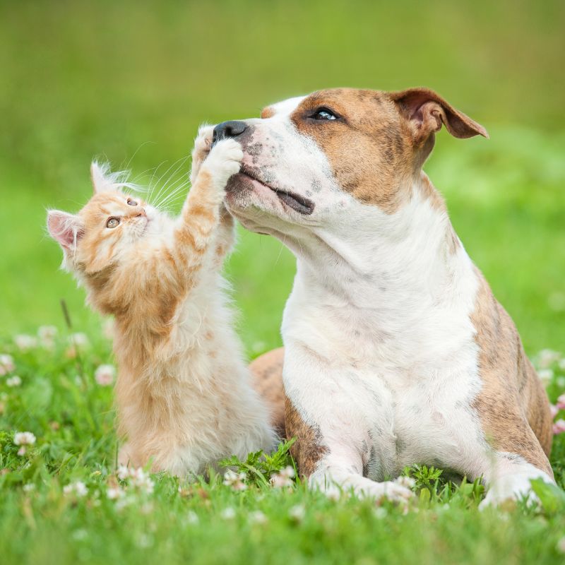 cane e gatto